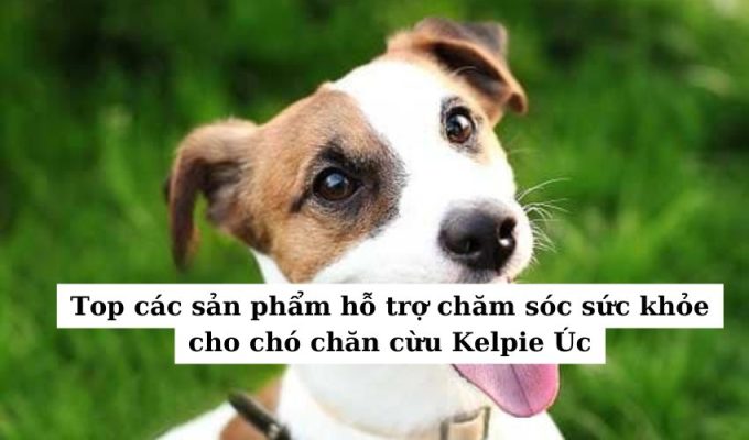 Top các sản phẩm hỗ trợ chăm sóc sức khỏe cho chó chăn cừu Kelpie Úc